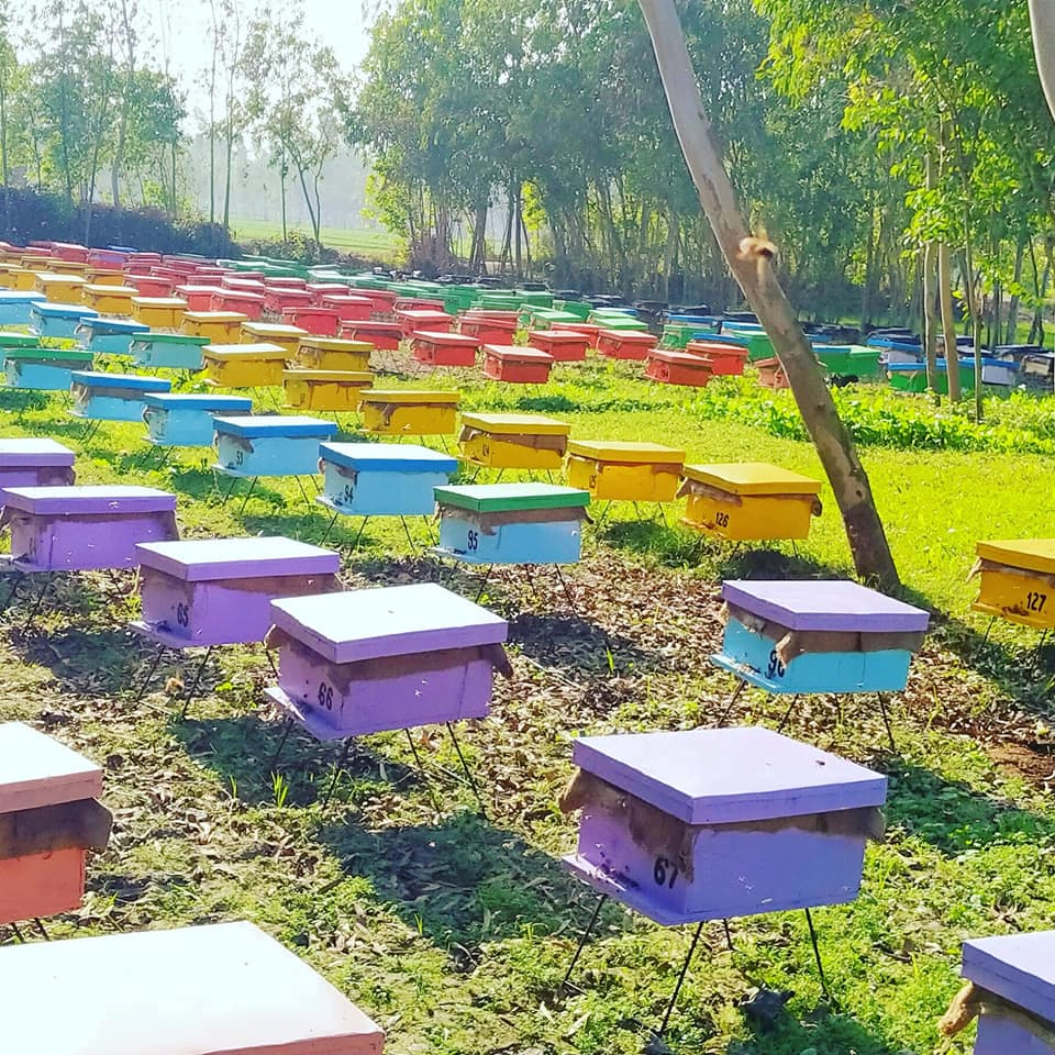 Beekeeping site of Sona Enterprise, Faba Honey