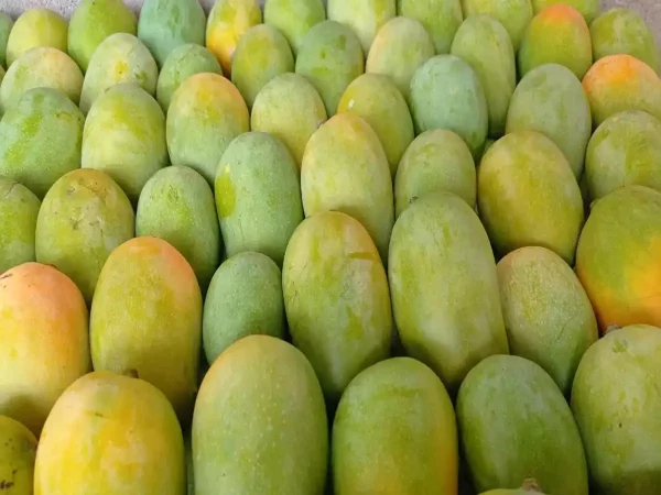 buy kesar mango online